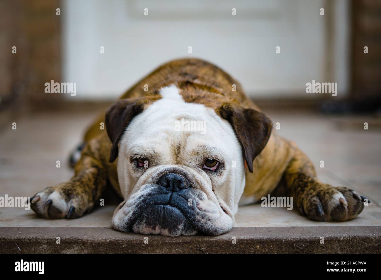 English bulldog with muzzle on the floor Stock Photo