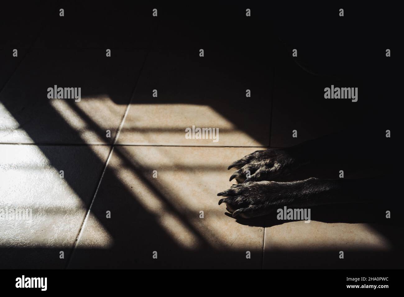 Dog paws between light and shadow Stock Photo