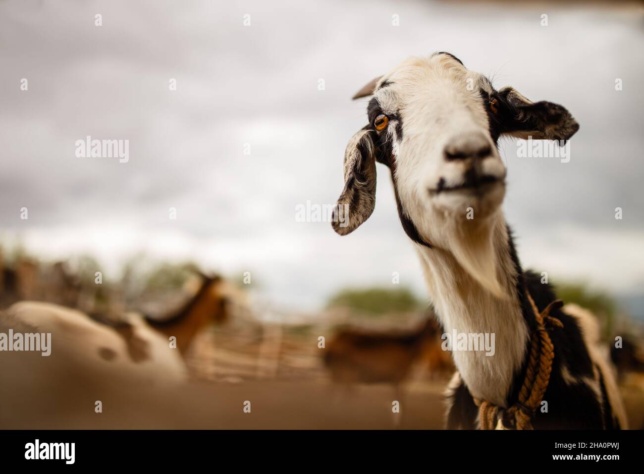 Goat in a field farm Stock Photo