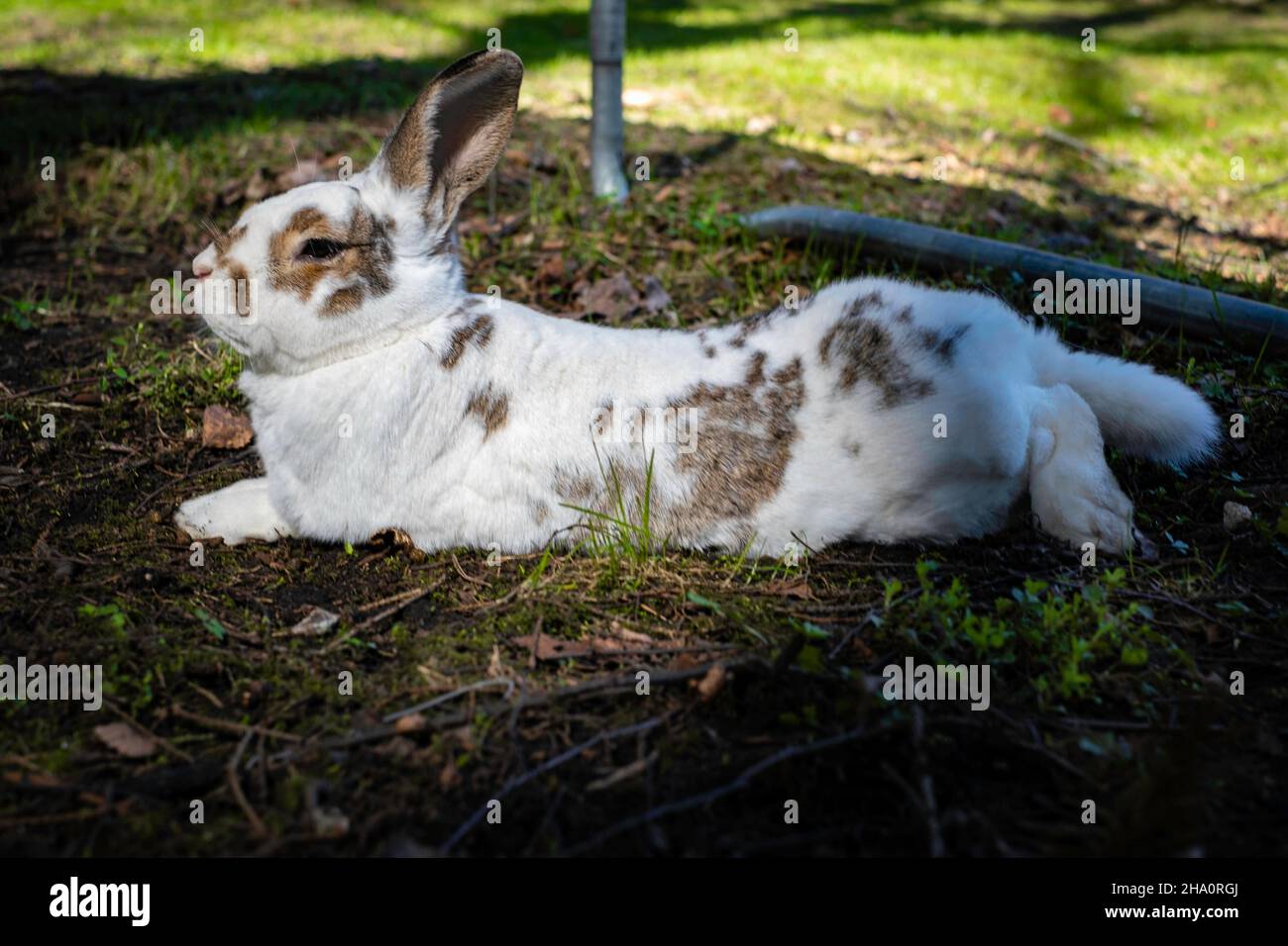 Rabbit relaxing in the sun Stock Photo Alamy
