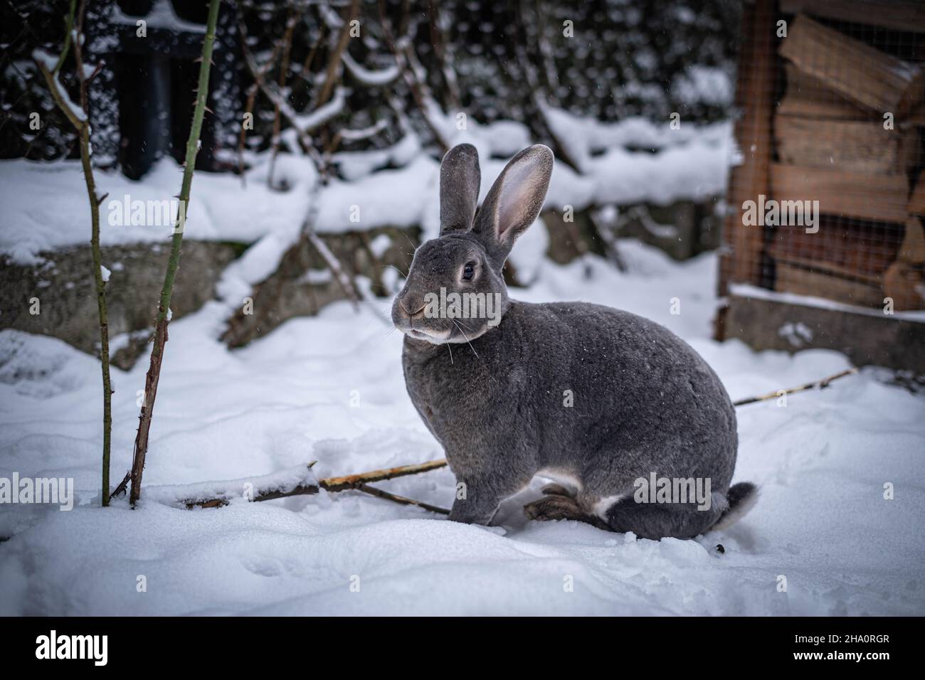 Silver grey rabbit in snow Stock Photo
