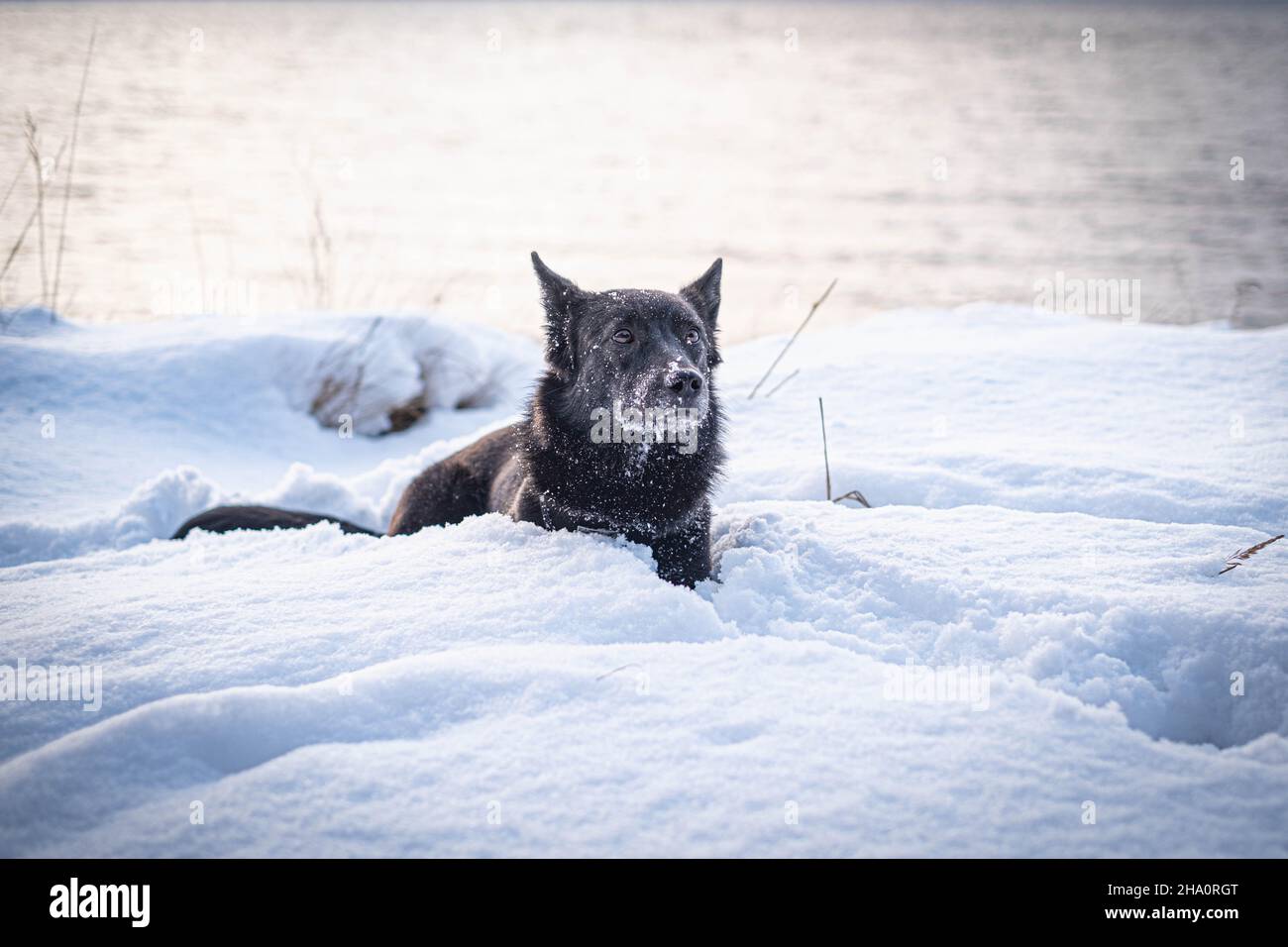 Black dog in the snow Stock Photo