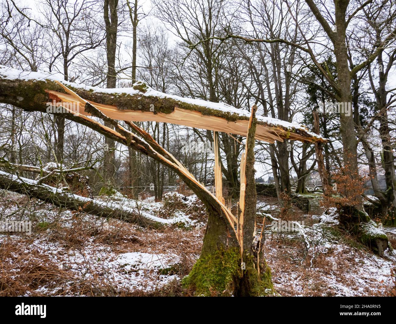 Trees blown over by Storm Arwen in Jiffy Knott woods, Ambleside, Lake