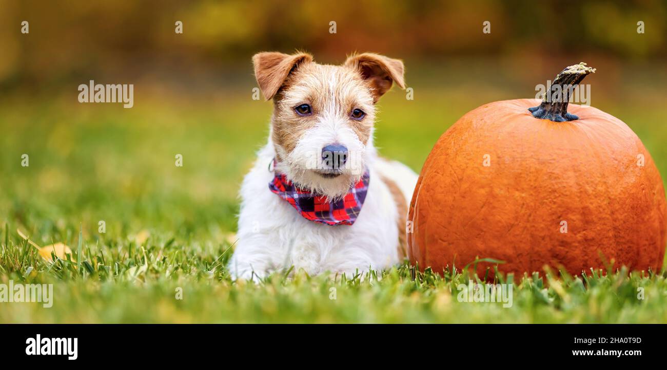 Happy Thanks Wire Hair Terrie Happy Thanks Giving