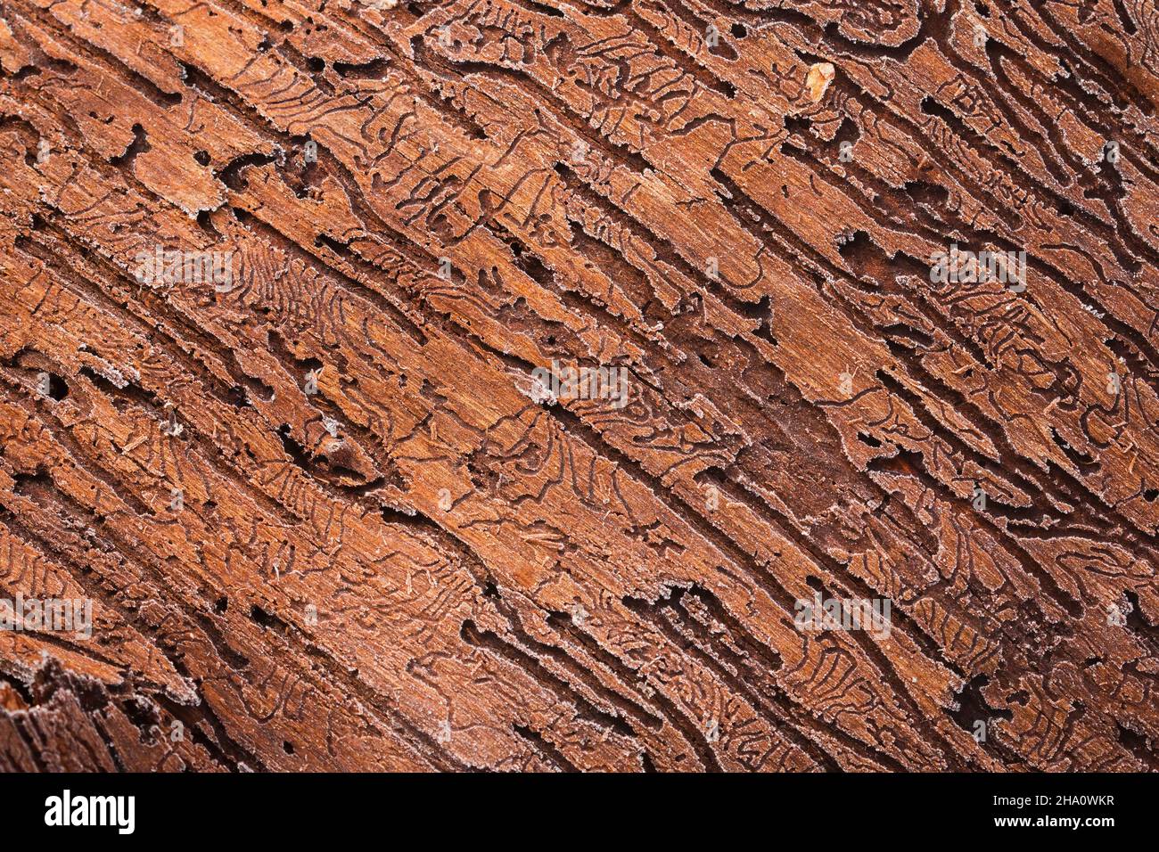 Background of wood eaten by bark beetle in detail with space for text