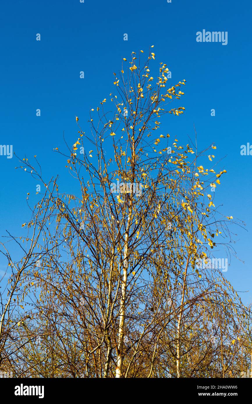 A silver birch tree against a bright blue sky just outside Gloucester on a cold December winter day Stock Photo