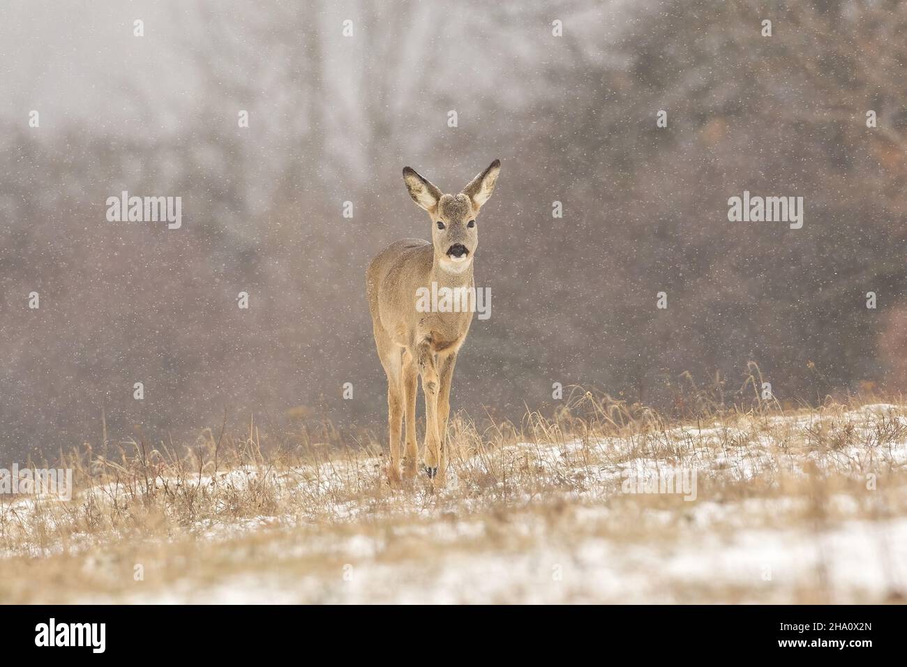 Female roe deer approaching on snowy pasture in snowing Stock Photo