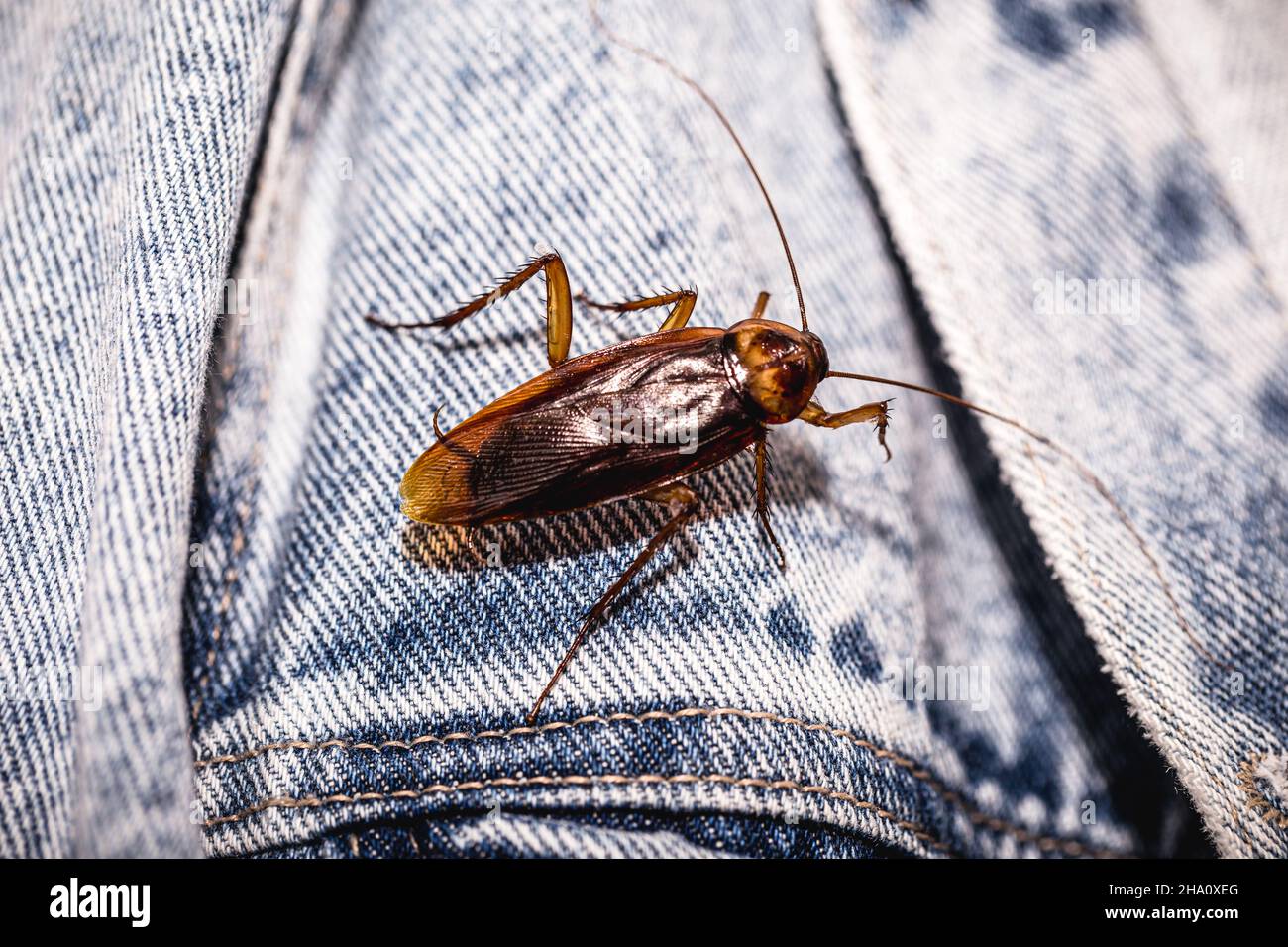 common red cockroach, gnawing denim jacket, indoor insect problem Stock Photo