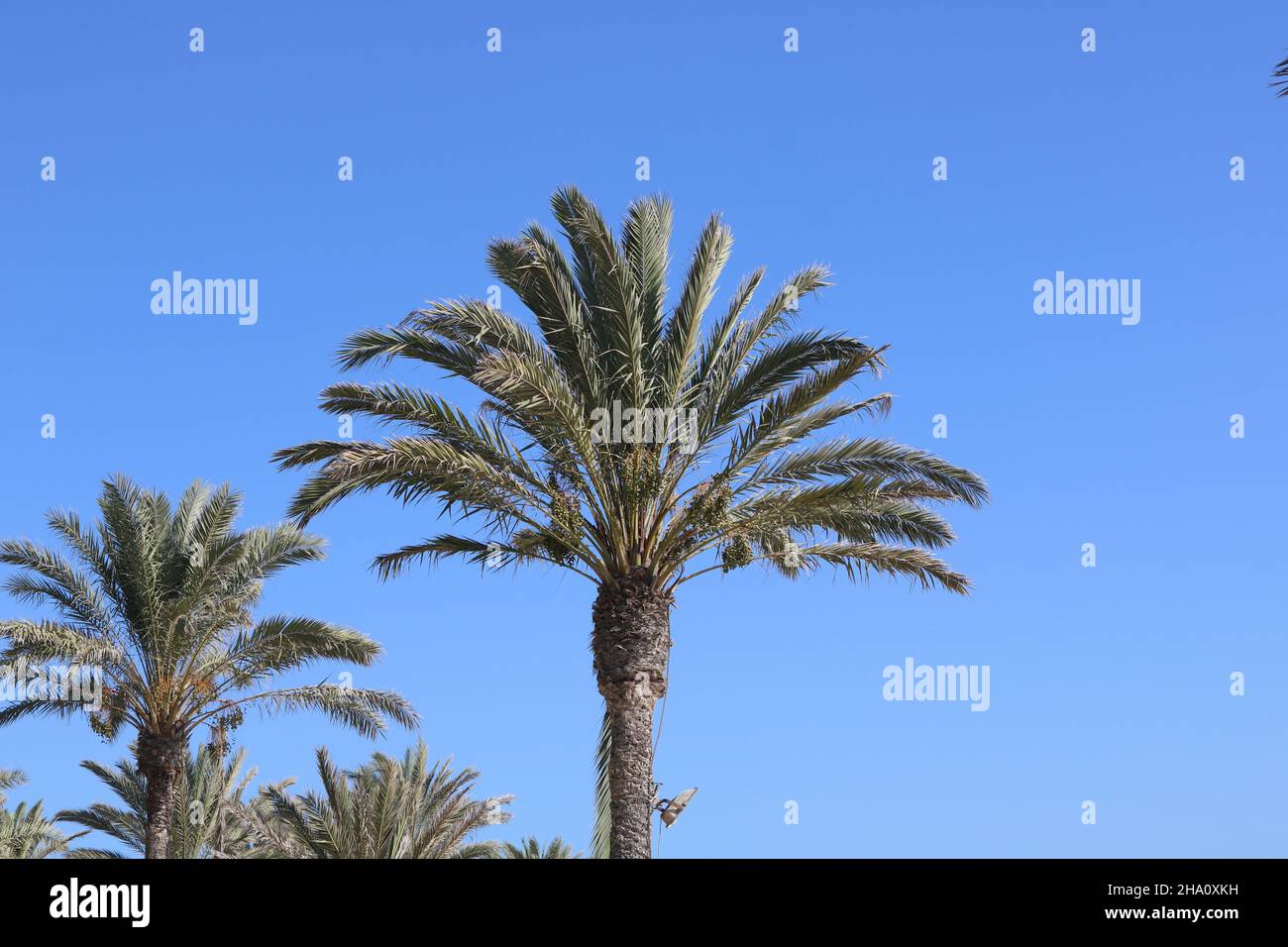 Palm Trees in Cyprus Stock Photo - Alamy