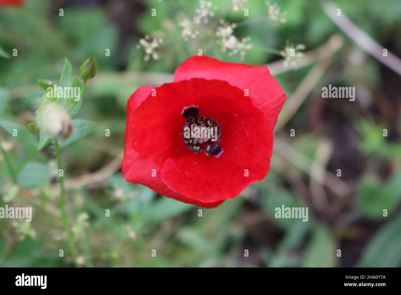 Poppy in bloom in the UK Stock Photo