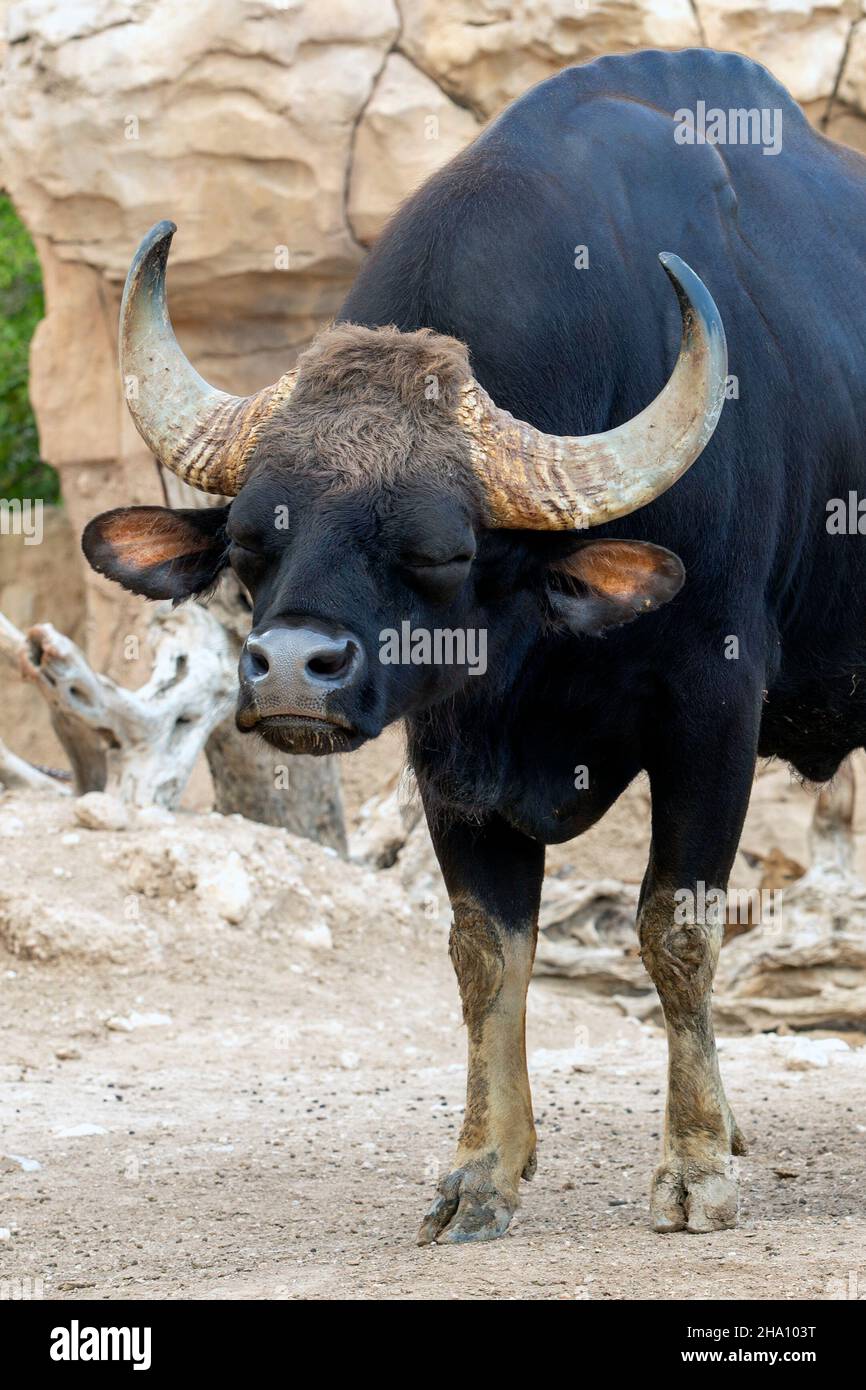 Precious Gaur (Bos gaurus), also called seladang or Indian bison. Stock Photo