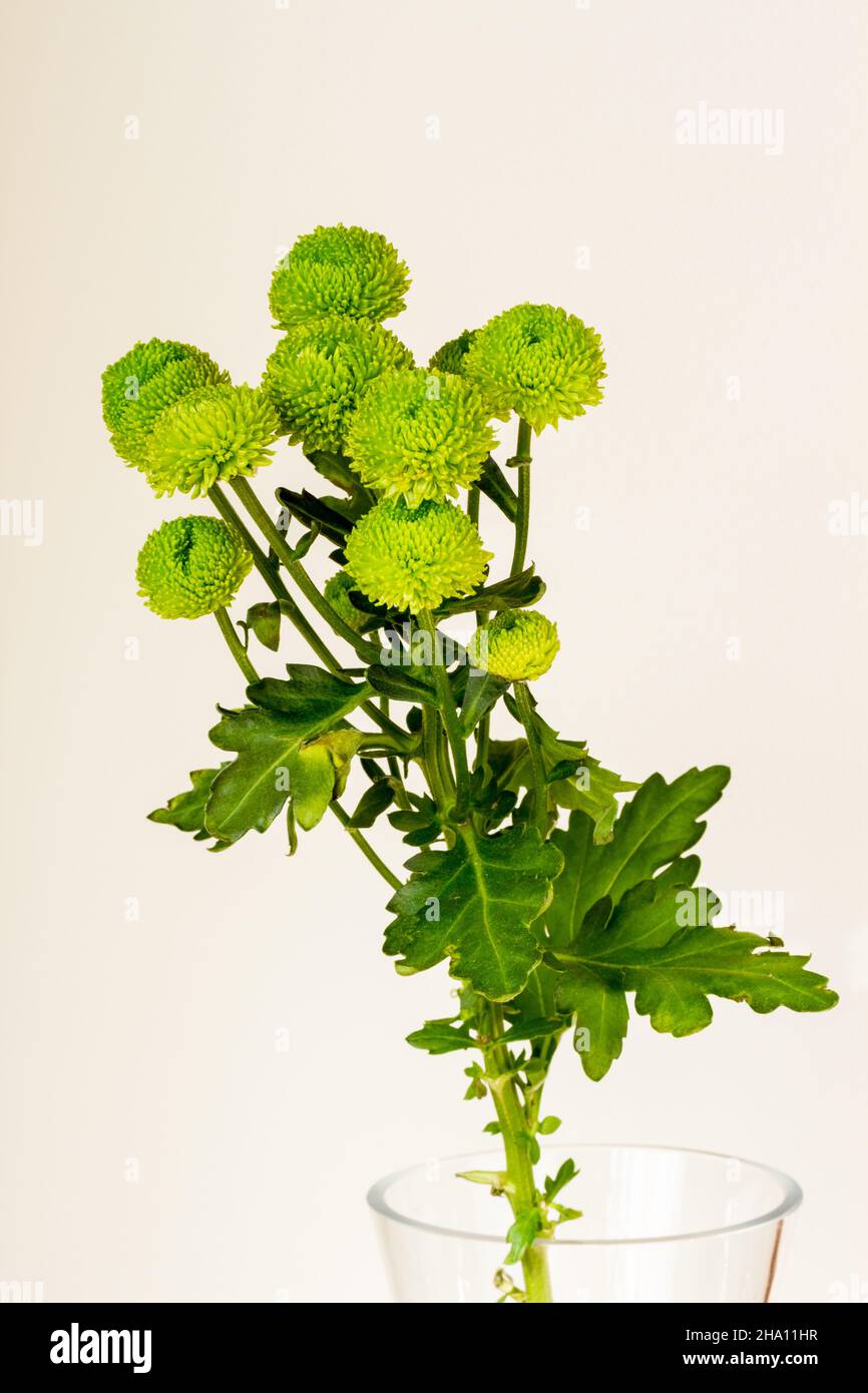 Bunch of green Chrysanthemum Santini flowers in a vase Stock Photo Alamy