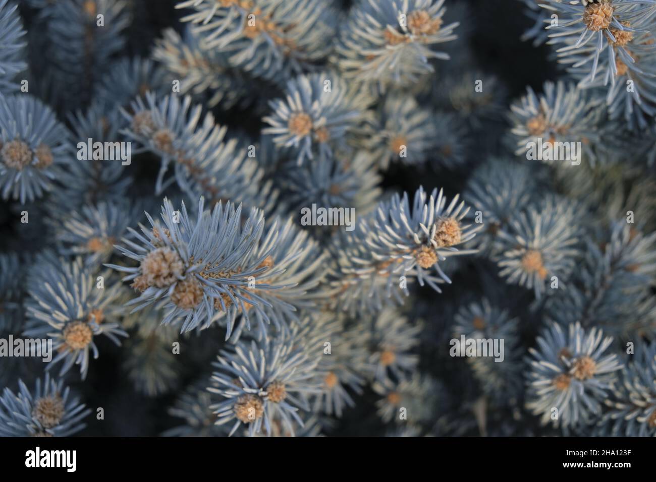 close up of pine needles Stock Photo