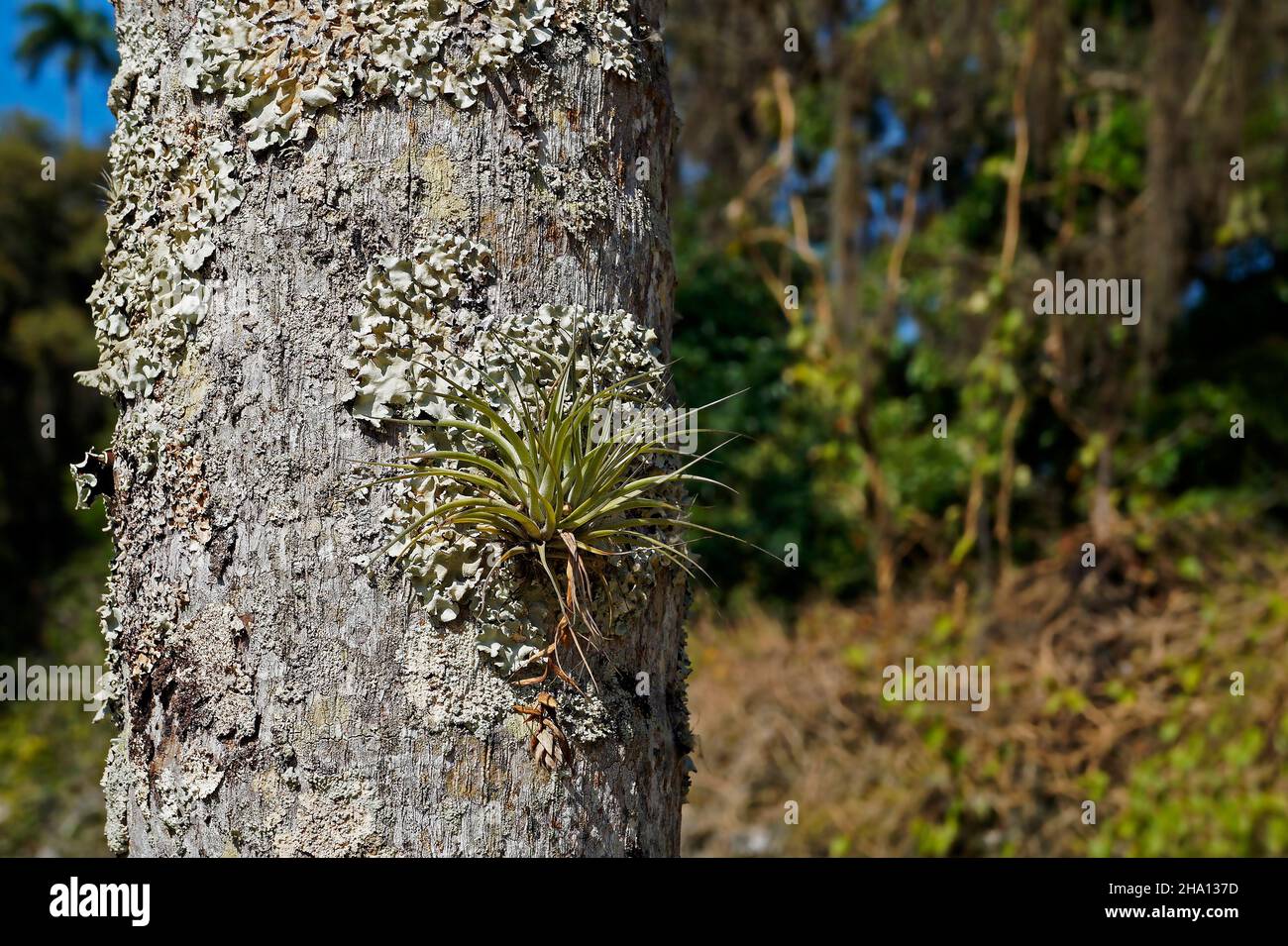 Epiphytic plant on tree trunk (Tillandsia stricta) Stock Photo