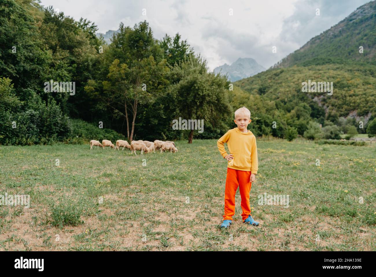 Cute little boy with a sheeps on farm, best friends, boy and lamb ...