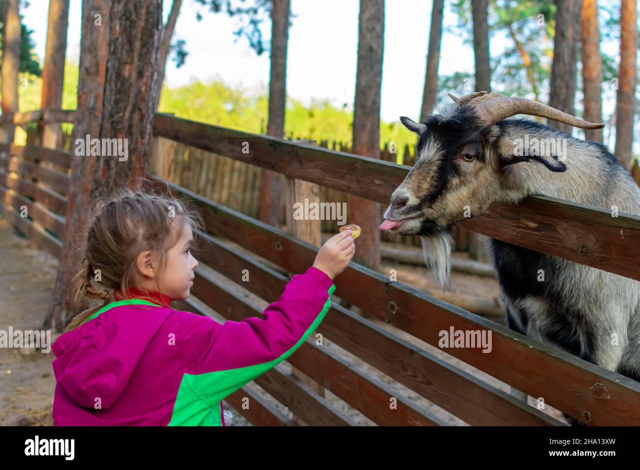 Little girl feeds a goat on the farm. Cute kind child feeds animals in ...