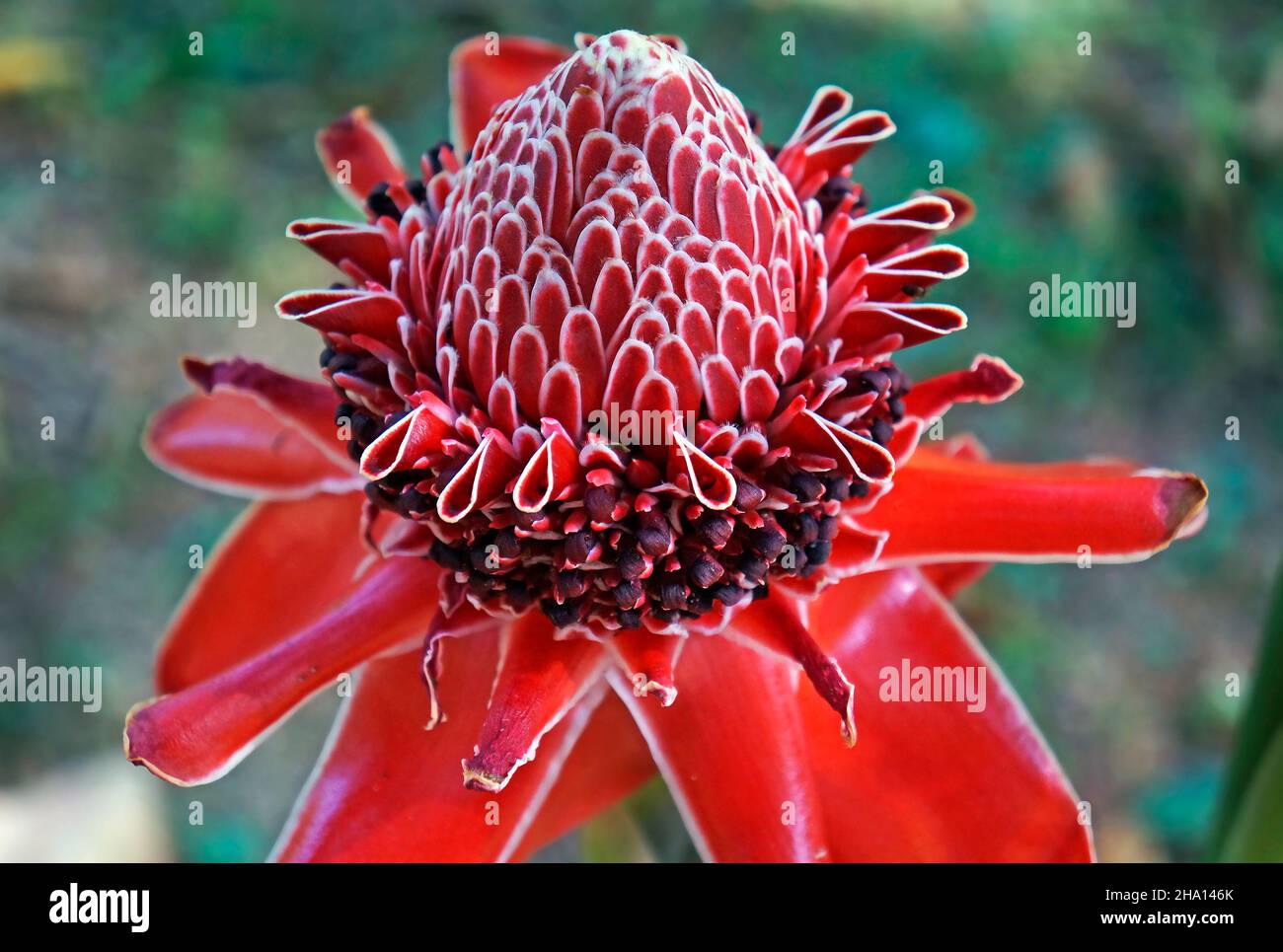 Red torch ginger flower (Etlingera elatior Stock Photo Alamy