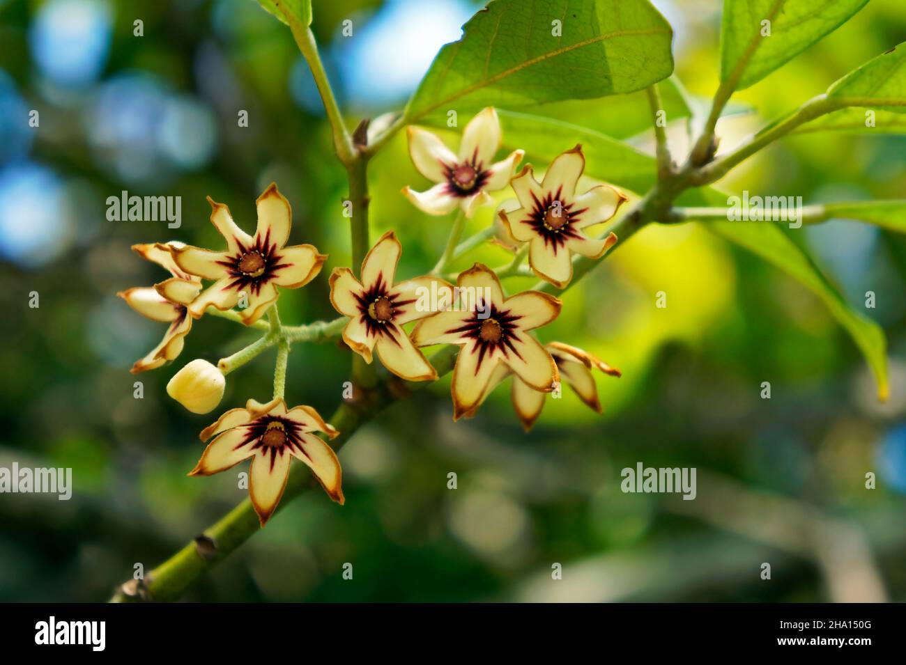 Kola tree flowers (Cola acuminata) Stock Photo