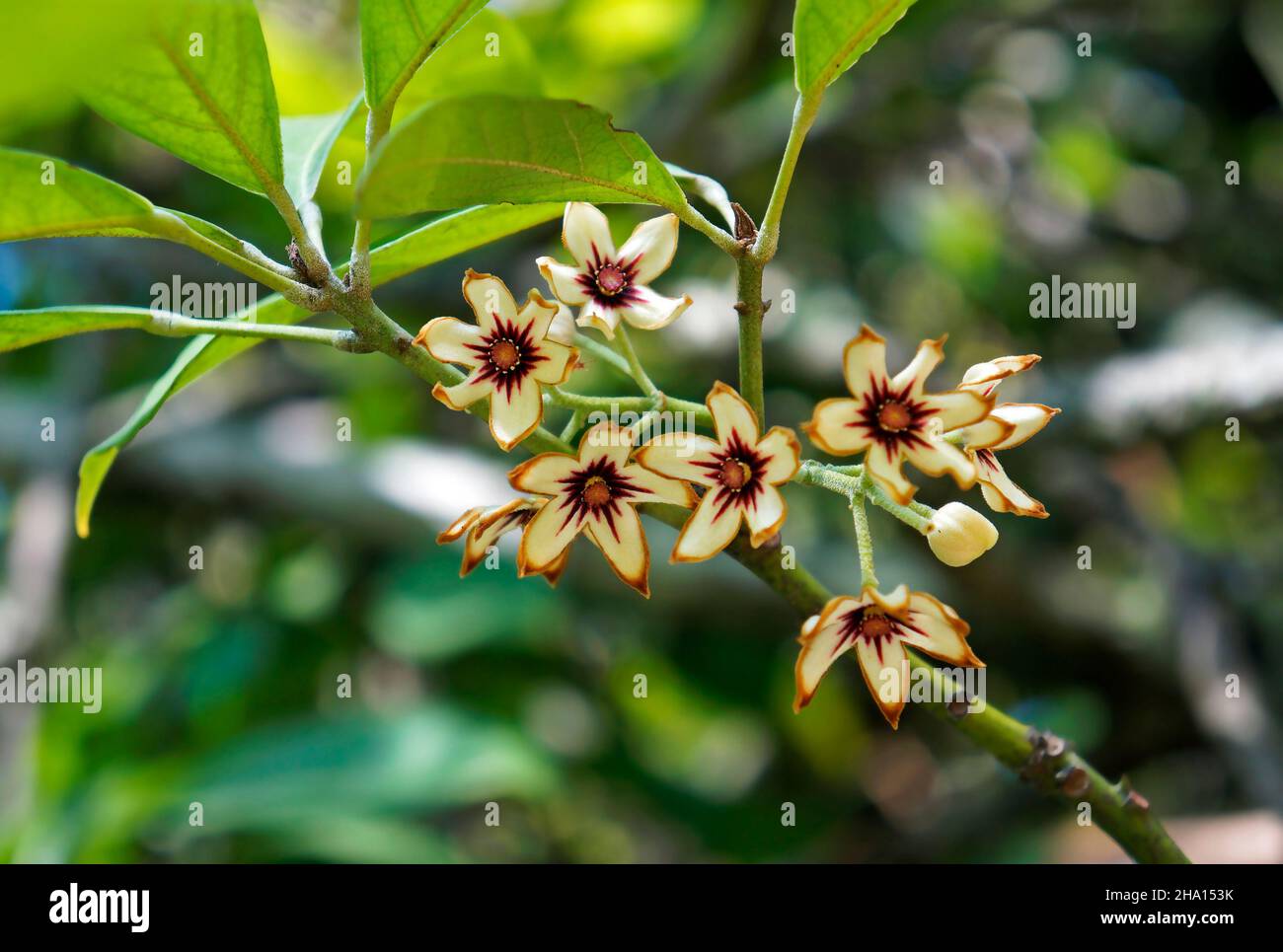 Kola tree flowers (Cola acuminata) Stock Photo