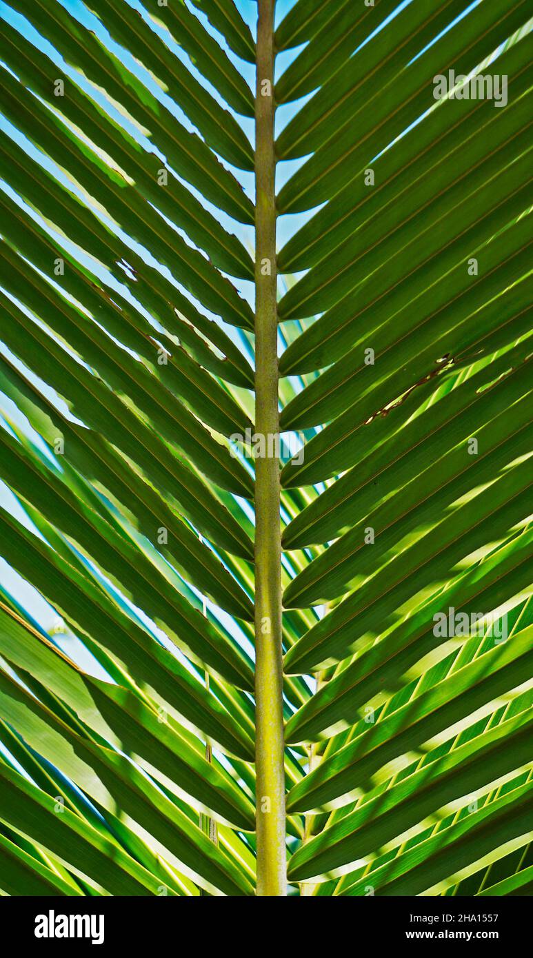 Coconut tree leaf (Cocos nucifera) Stock Photo