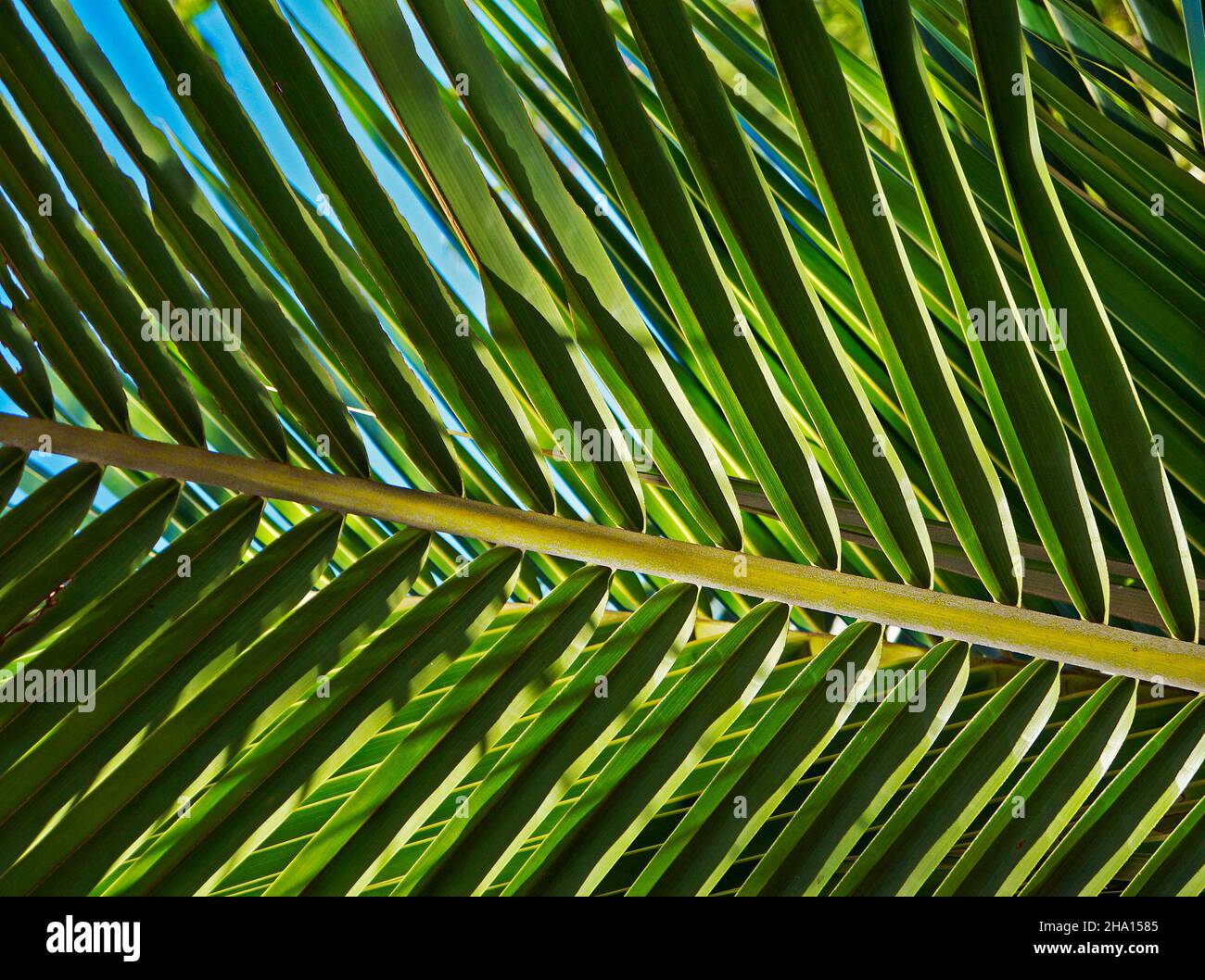 Coconut tree leaf (Cocos nucifera) Stock Photo