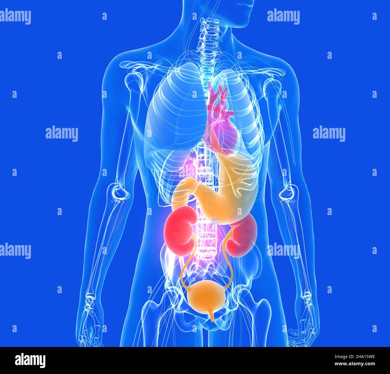 Anatomical 3d illustration of the human body made of transparent glass.  Showing the internal organs with luminous colors. on blue background Stock  Photo - Alamy