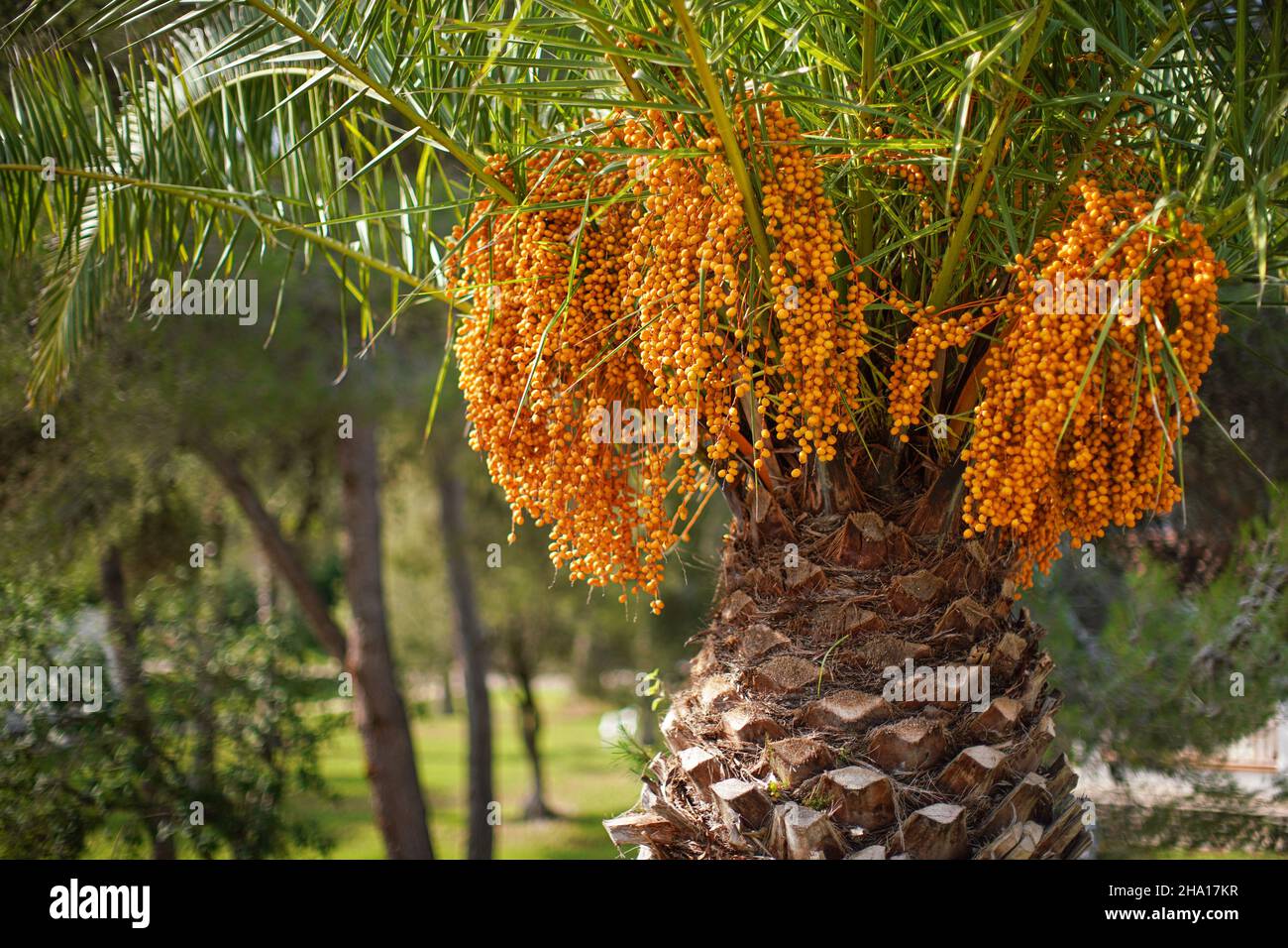 Pindo jelly palm (butia capitata) yellow fruits hanging from a tree Stock Photo
