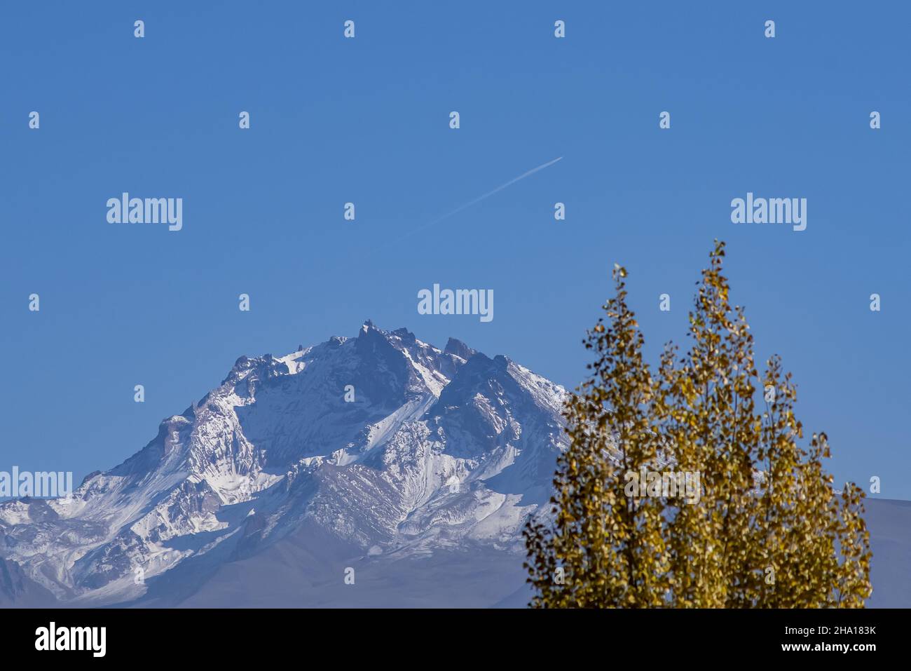 Mountain covered with snow and a green tree Stock Photo - Alamy