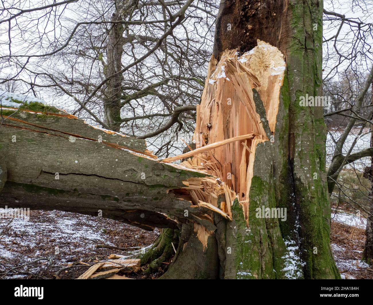 Trees blown over by Storm Arwen in woods,near Brathay, Ambleside, Lake