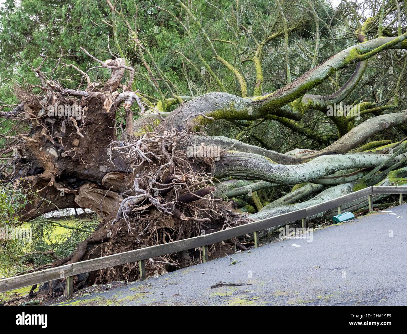 A tree blown over by Storm Arwen at ferry landing, Lake Windermere