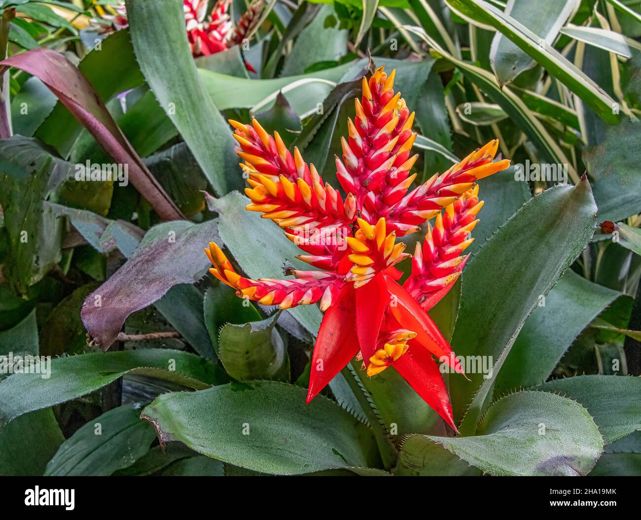 Aechmea Coelestis, tropical blooming plant bright red and yellow Stock Photo