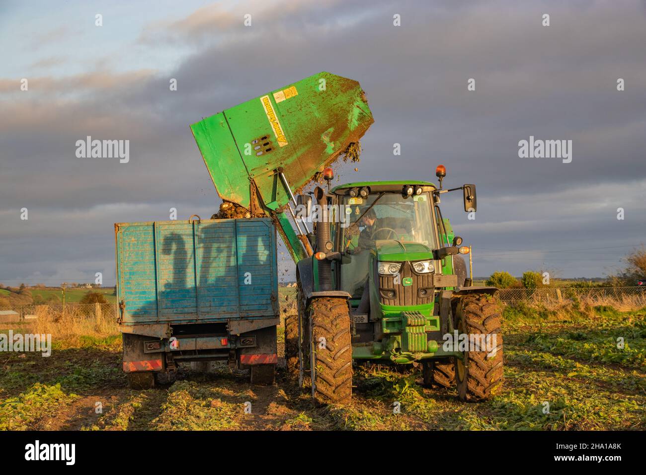 Armer Beet Harvester Stock Photo