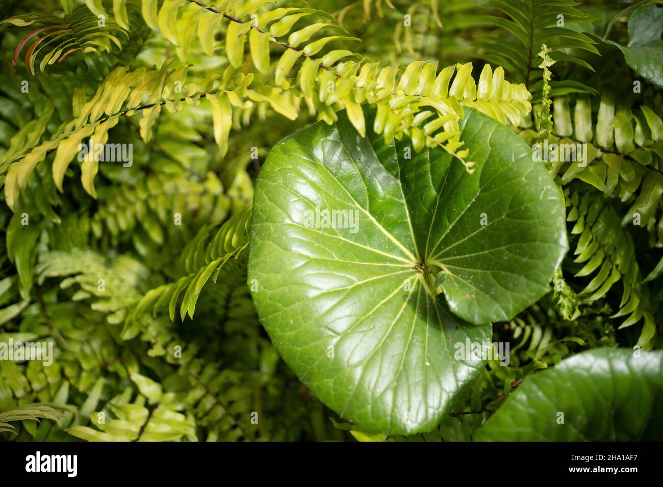 various hostas planted together in summer garden, shady garden ideas and landscaping concept Stock Photo
