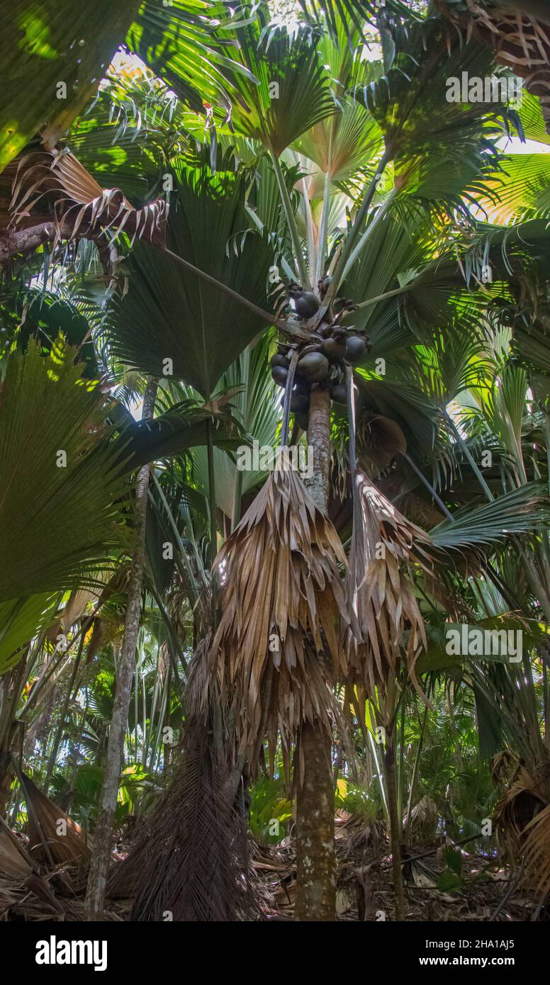 Coco de Mer Vallee de Mai  Praslin Island Seychelles 2 Stock Photo