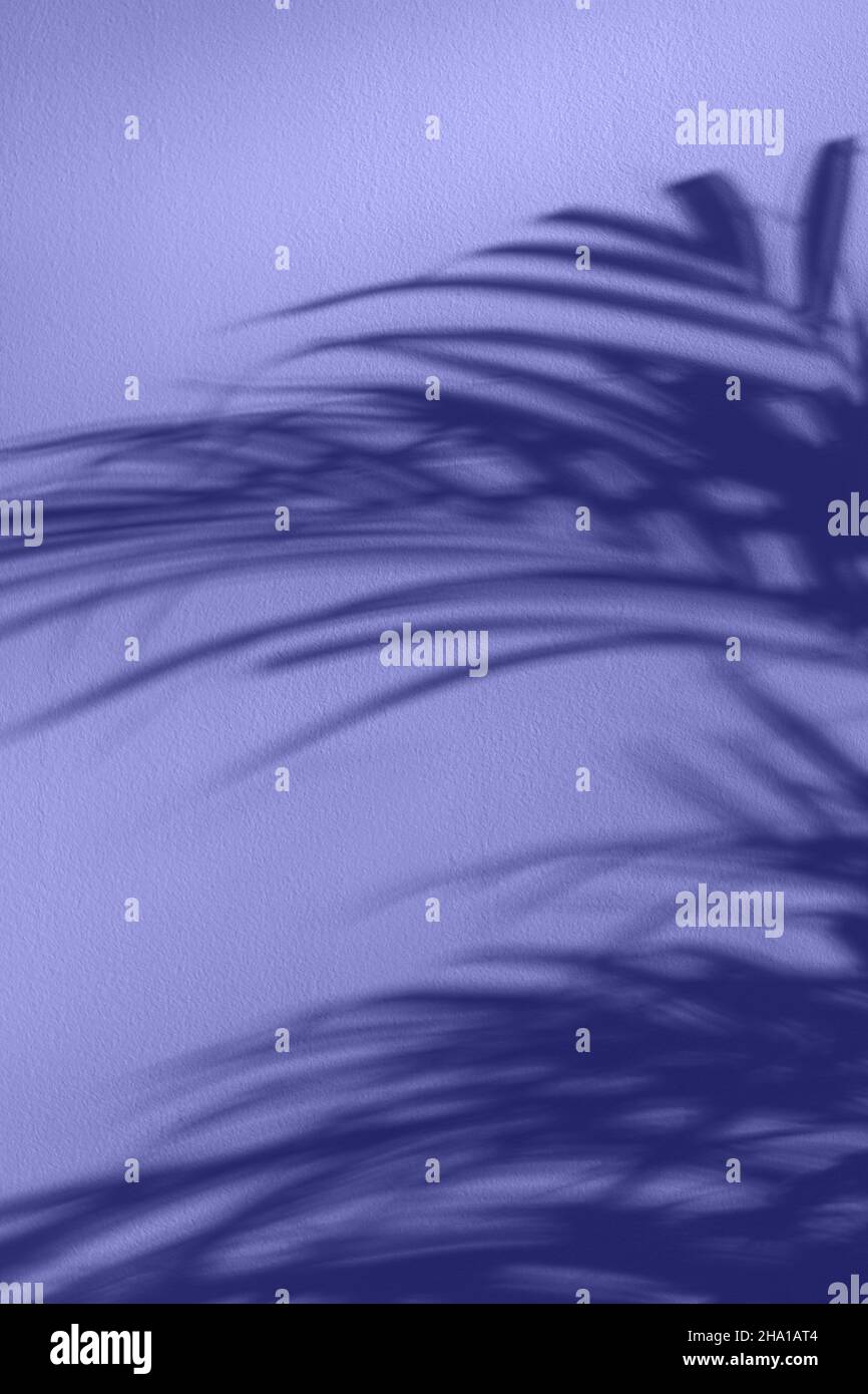 Abstract background palm leaves shadow on white wall. Stock Photo