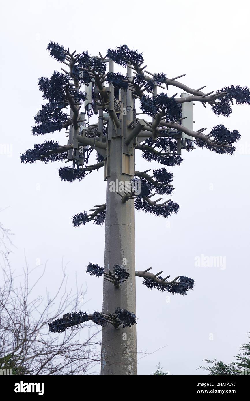 A mobile phone antenna disgusied as a tree to blend in with the background Stock Photo