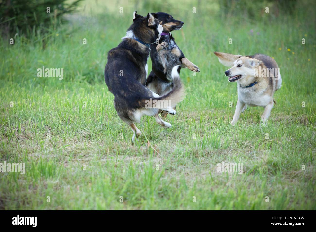 Playing with other dogs hi-res stock photography and images - Alamy