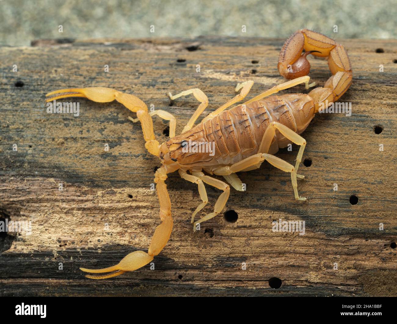 Highly venomous Indian red scorpion (Hottentotta tamulus) crawling on