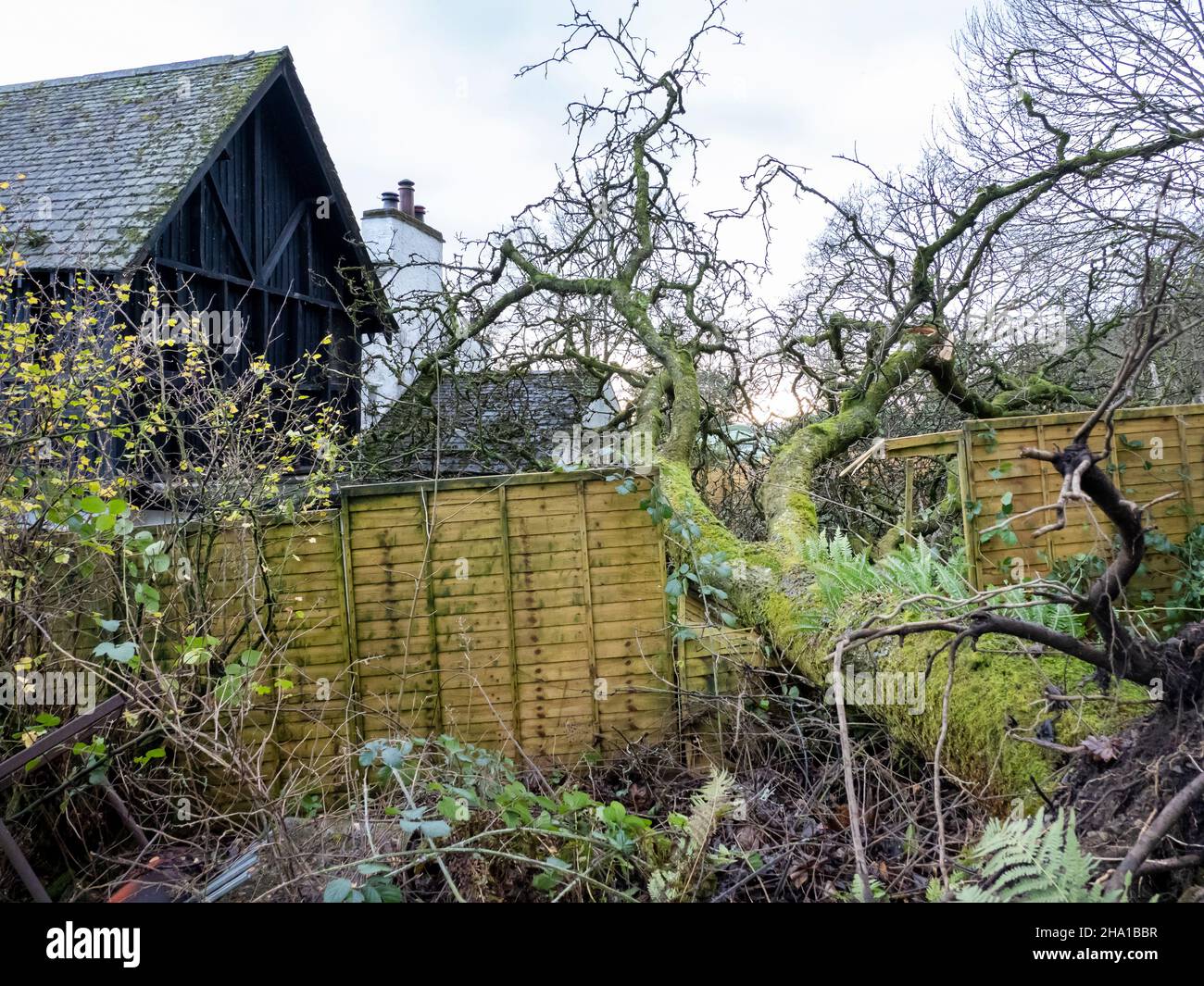 Trees blown over by Storm Arwen, onto a house on Lake Windermere, Lake