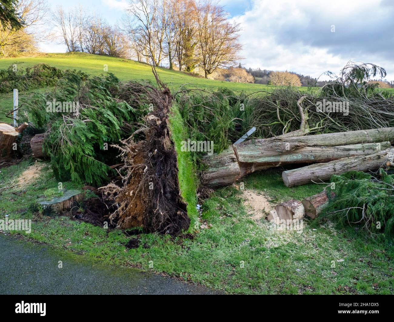 Trees blown over by Storm Arwen, in Bowness on Windermere, Lake