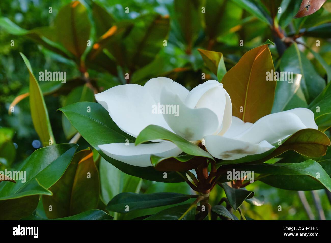 Evergreen ornamental tree, Southern Magnolia Grandiflora with amazing huge white creamy flower and large Stock Photo