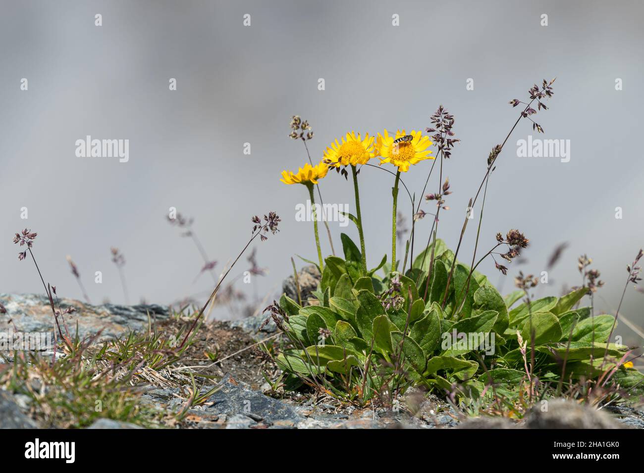 A Doronicum clusii flower in the alps, South Tyrol (Italy) Stock Photo