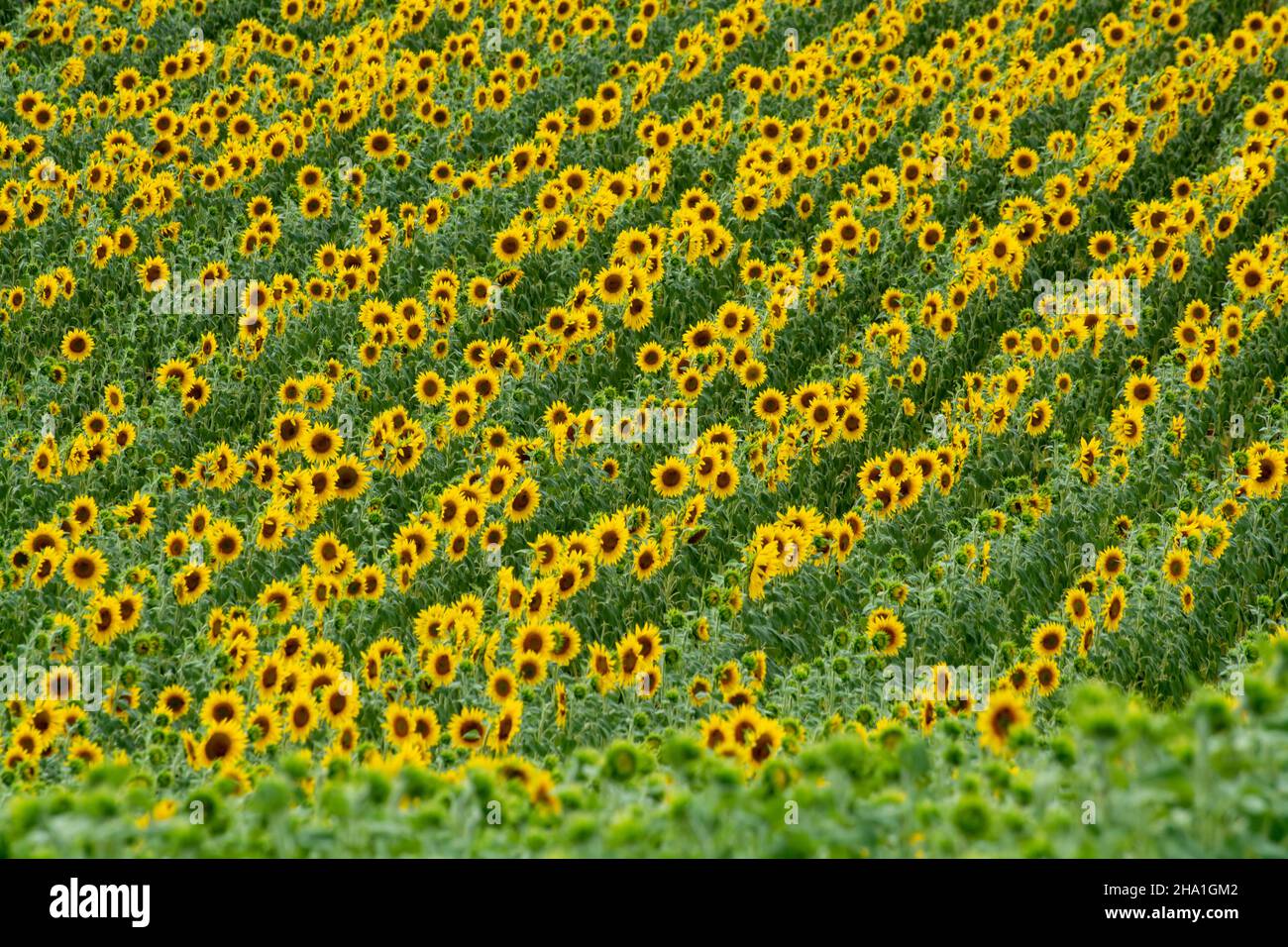 Nature background, blossom of yellow sunflowers plants on fields in