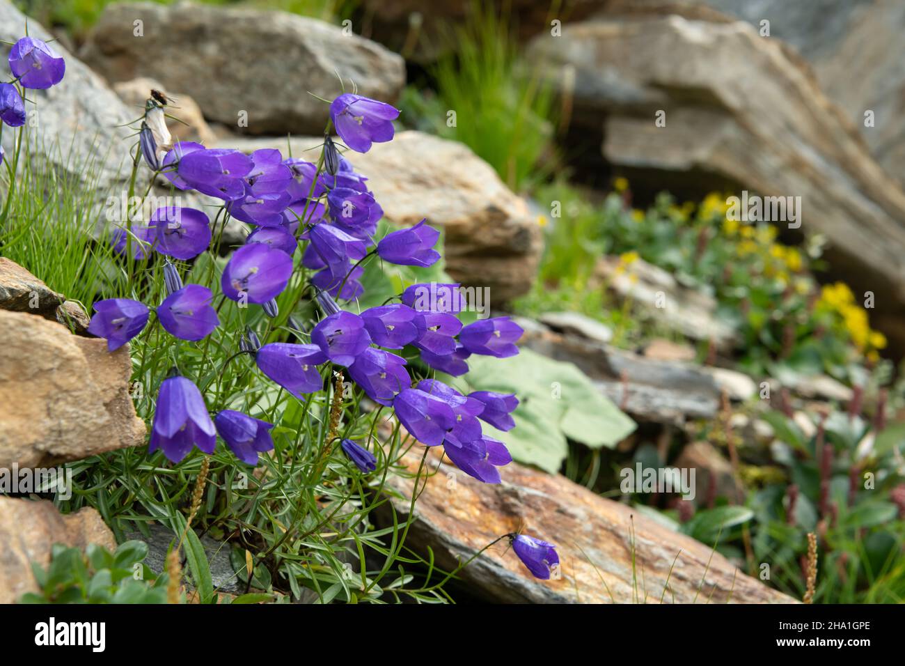 A small bellflower (Campanula scheuchzeri) in the Italian Alps, sunny day in summer Stock Photo