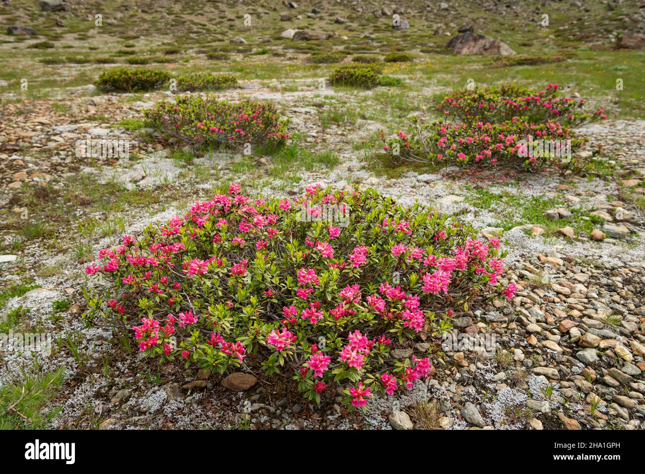 A bush of hairy alpenrose (Rhododendron hirsutum) in the alps in South Tyrol (Italy) Stock Photo