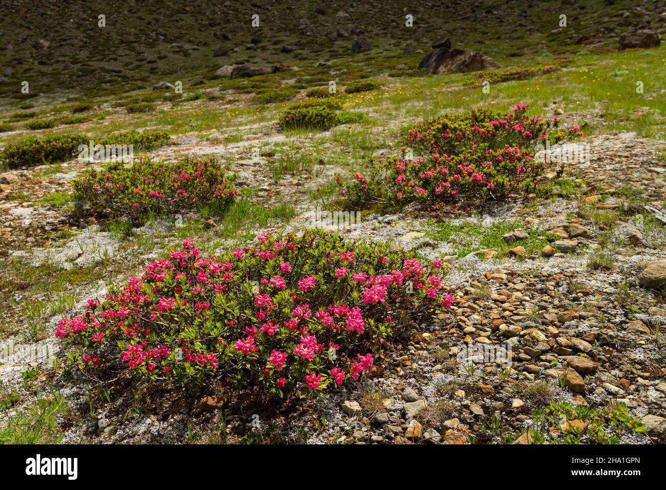 A bush of hairy alpenrose (Rhododendron hirsutum) in the alps in South Tyrol (Italy) Stock Photo