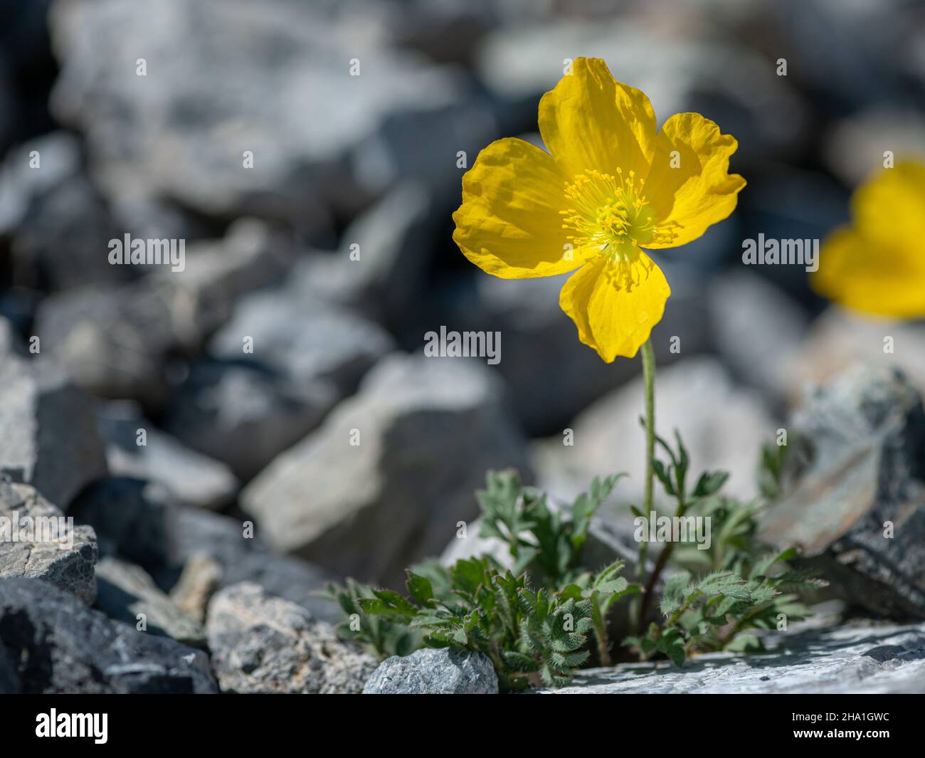 A yellow alpine poppy (Papaver alpinum ssp. rhaeticum) on a sunny day in summer, South Tyrol (Italy) Stock Photo