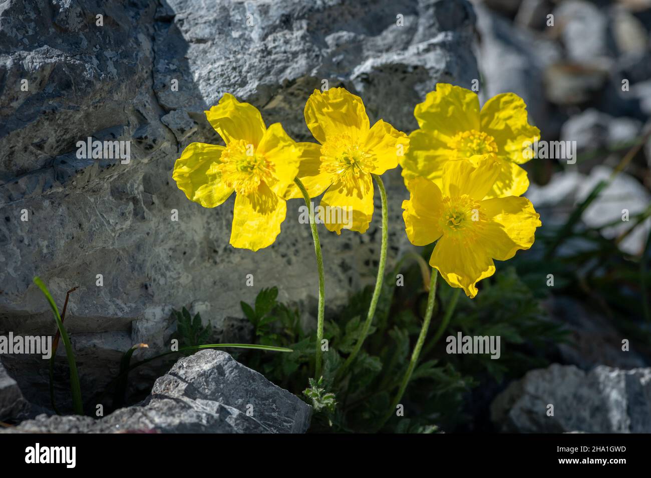 A yellow alpine poppy (Papaver alpinum ssp. rhaeticum) on a sunny day in summer, South Tyrol (Italy) Stock Photo