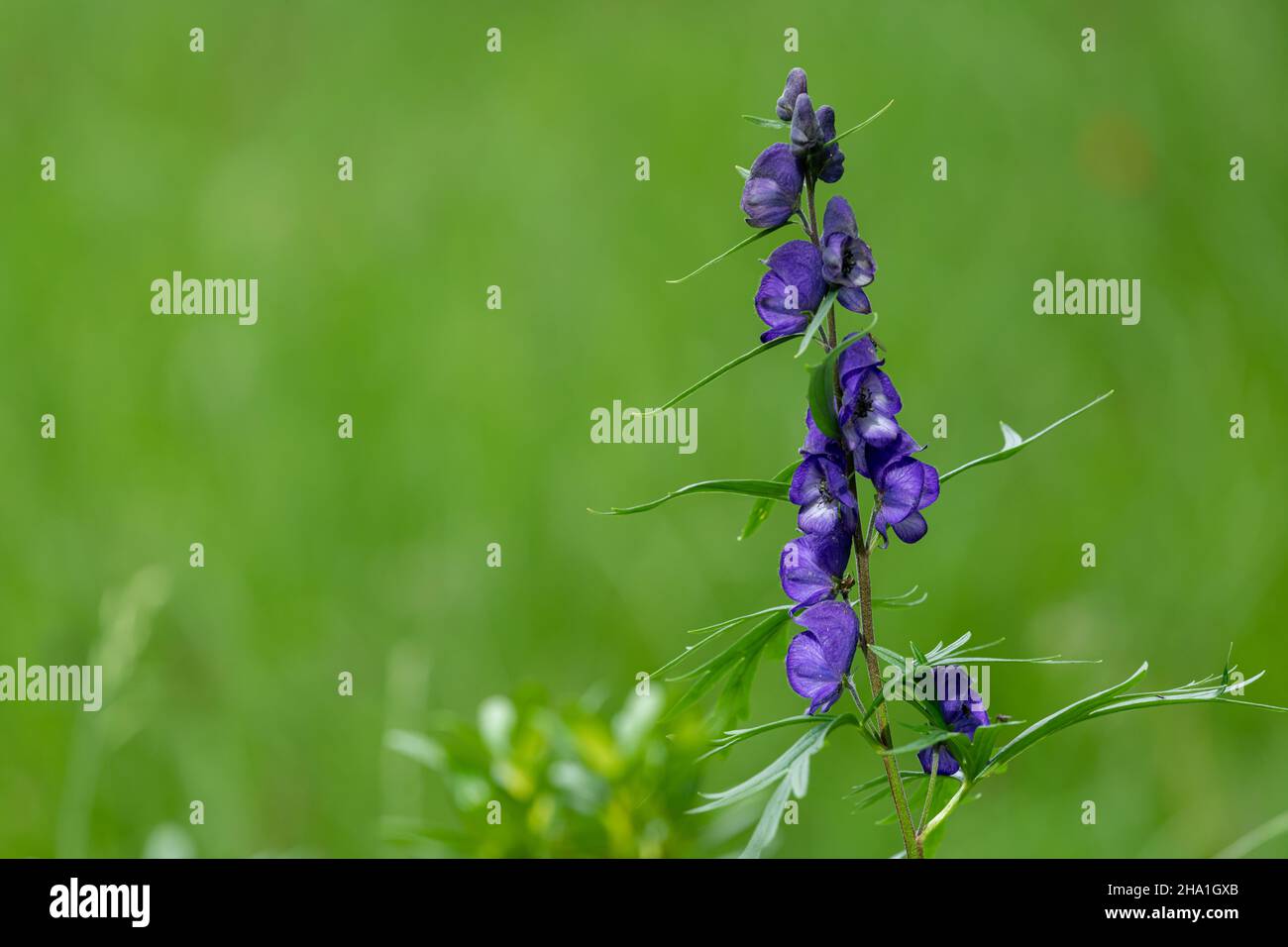 A wolfsbane flower (Aconitum napellus) in the Italian Alps, cloudy day in summer Stock Photo