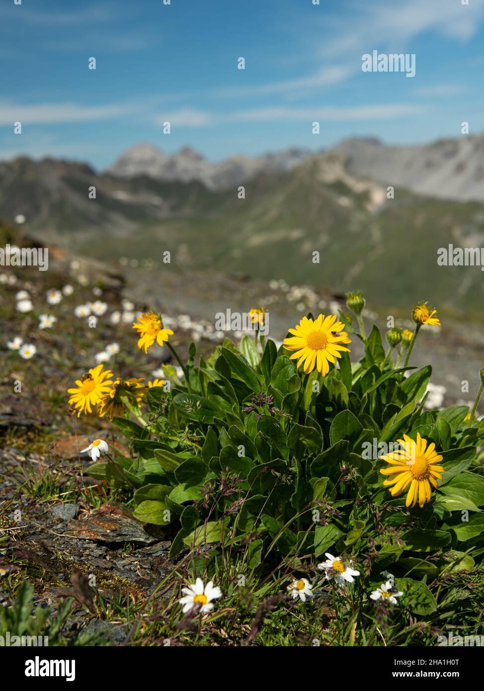 A Doronicum clusii flower in the alps, South Tyrol (Italy) Stock Photo